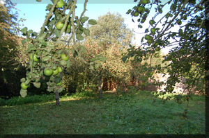 Picture of apple tree